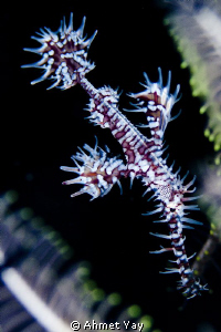 Ghost pipe fish... by Ahmet Yay 